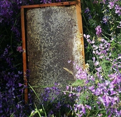 فروش محصولات زنبور عسل 